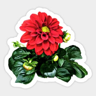 Red Dahlia Dahlinova Sticker